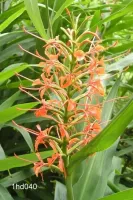 Hedychium Coccineum