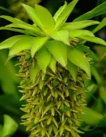 Eucomis Bicolor