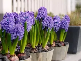 Hyacinth Delft Blue
