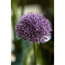 Allium (Flowering Onion)