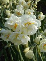 Daffodil Double Sir Winston Churchill
