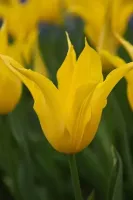 Tulip Lily Flowered West Point