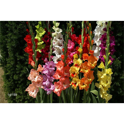 Gladiolus