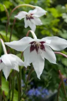 Gladiolus Callianthus (Acidanthera)
