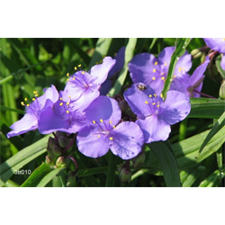 Tradescantia