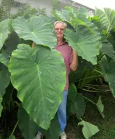 Colocasia esculenta Jacks Giant
