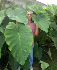 Colocasia esculenta Jacks Giant