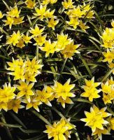 Tulip Species Dasystemon Syn. - Tarda