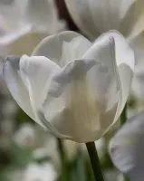 Tulip Triumph Wildhof (Silver Dollar)