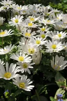 Anemone Blanda White Splendour