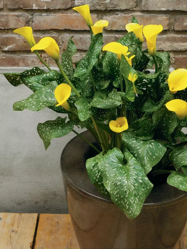 Zantedeschia Yellow Shipping Spring 2026 - Terra Ceia Farms