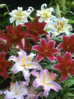 Lily Oriental Mixture