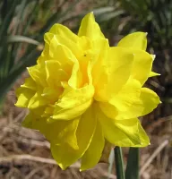 Daffodil Double Golden Ducate