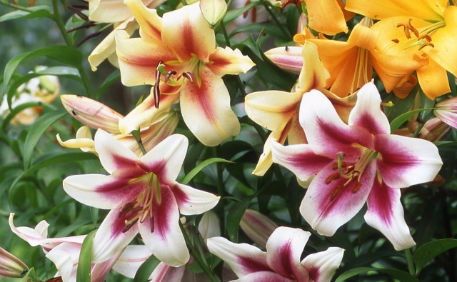 Orienpet Lily by Variety