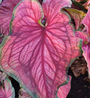 Caladium Strap Leaf Varieties