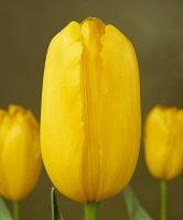 Tulip Single Late Big Smile